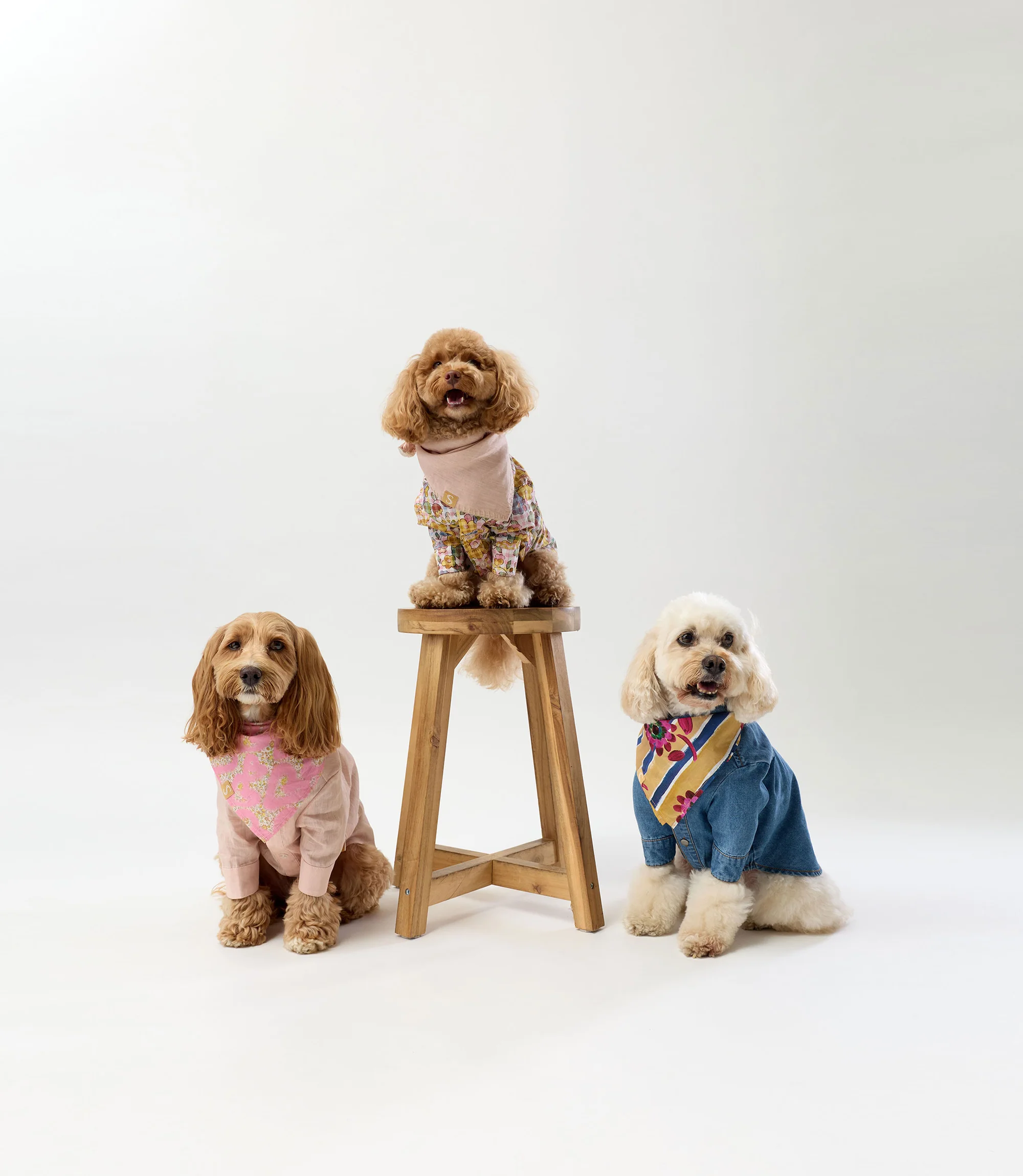 Timeless Bohemian Style for Dogs